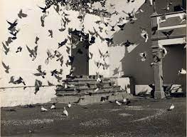 BAJO LA ESPADAÑA (CII) – PALOMAS