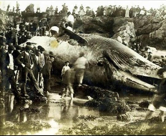 LES HISTORIES DE FIDALGO – DE BALLENAS Y OTROS CUENTINOS