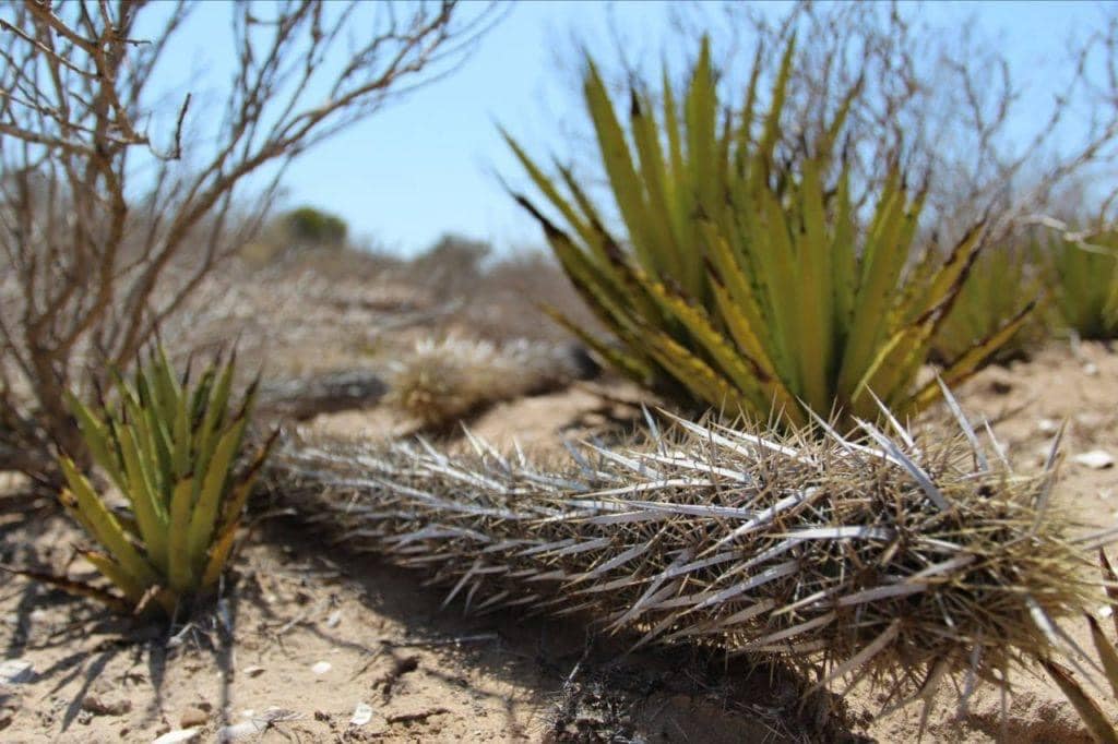 CRÓNICA DE ZACATECAS – CHIRINOLA