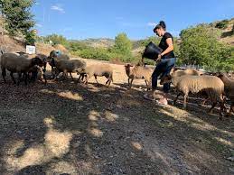 IMPORTANCIA DEL SECTOR GANADERO EN EL MUNDO RURAL.