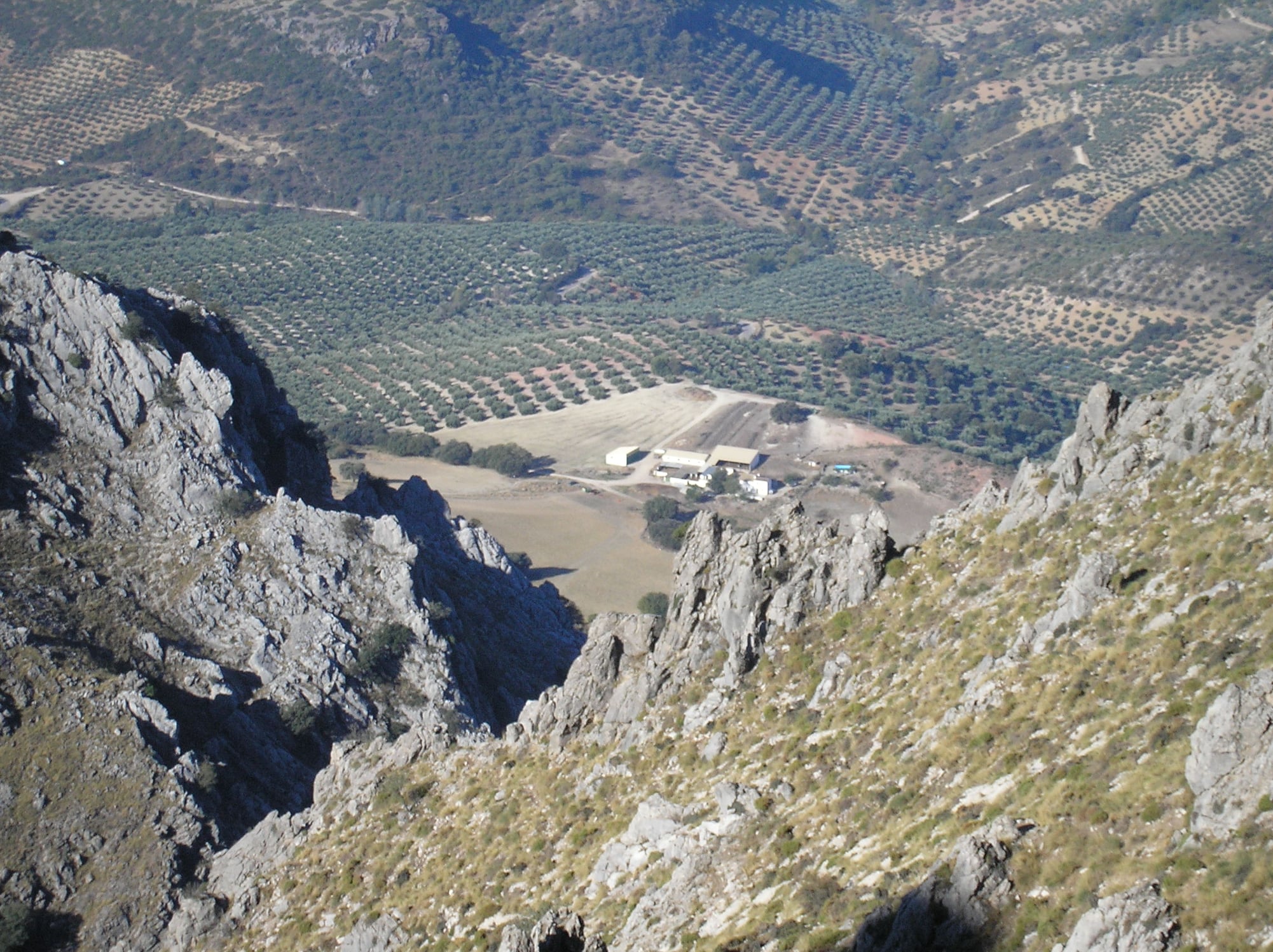 DEHESA VICHIRA DE MIGUEL MONTES