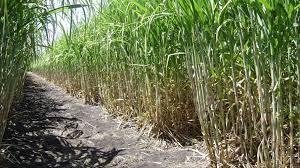 BAJO LA ESPADAÑA (CVI) CONSTRUCCIÓN Y MUDANZA DE UN TOPÓNIMO : LAS REMUDAS (TELDE)