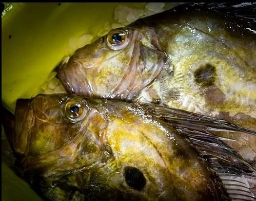 LES HISTORIES DE FIDALGO – EL PEZ DE SAN PEDRO, UNA JOYA GASTRONÓMICA.
