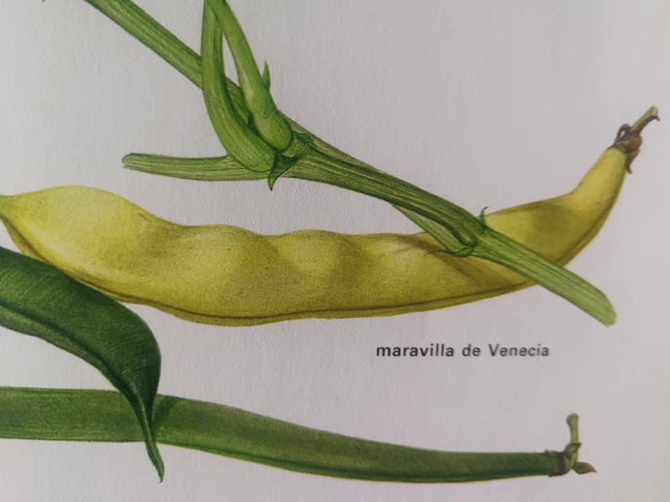 LES HISTORIES DE FIDALGO – HOY, VAINILLES CON JAMONIN.