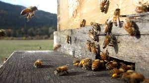 LAS ABEJAS DE SANTA CECILIA