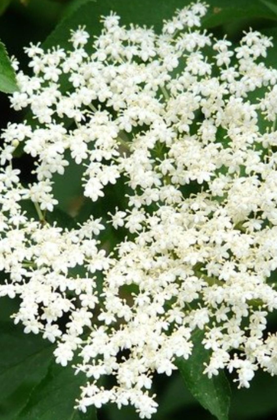 LES HISTORIES DE FIDALGO – PLANTAS Y SORPRESA EN LA NOCHE DE SAN JUAN.