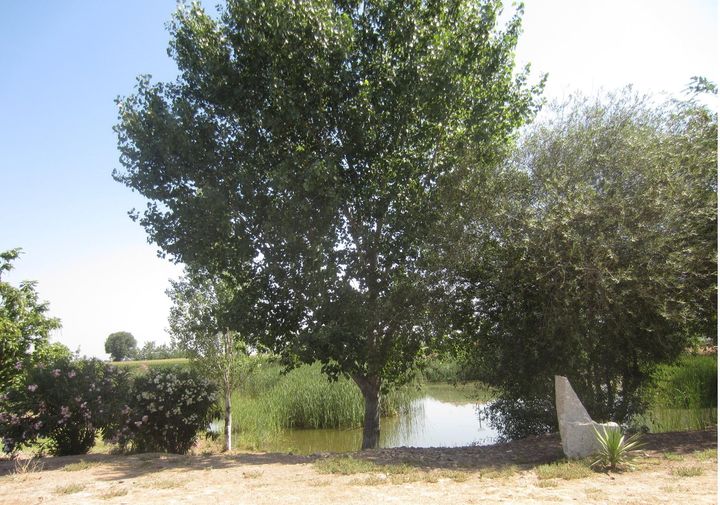 LA LEYENDA DE LAS ENCANTÁS.