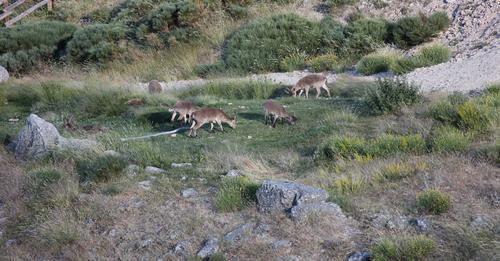 PARQUE NACIONAL DE LA SIERRA DE GUADARRAMA