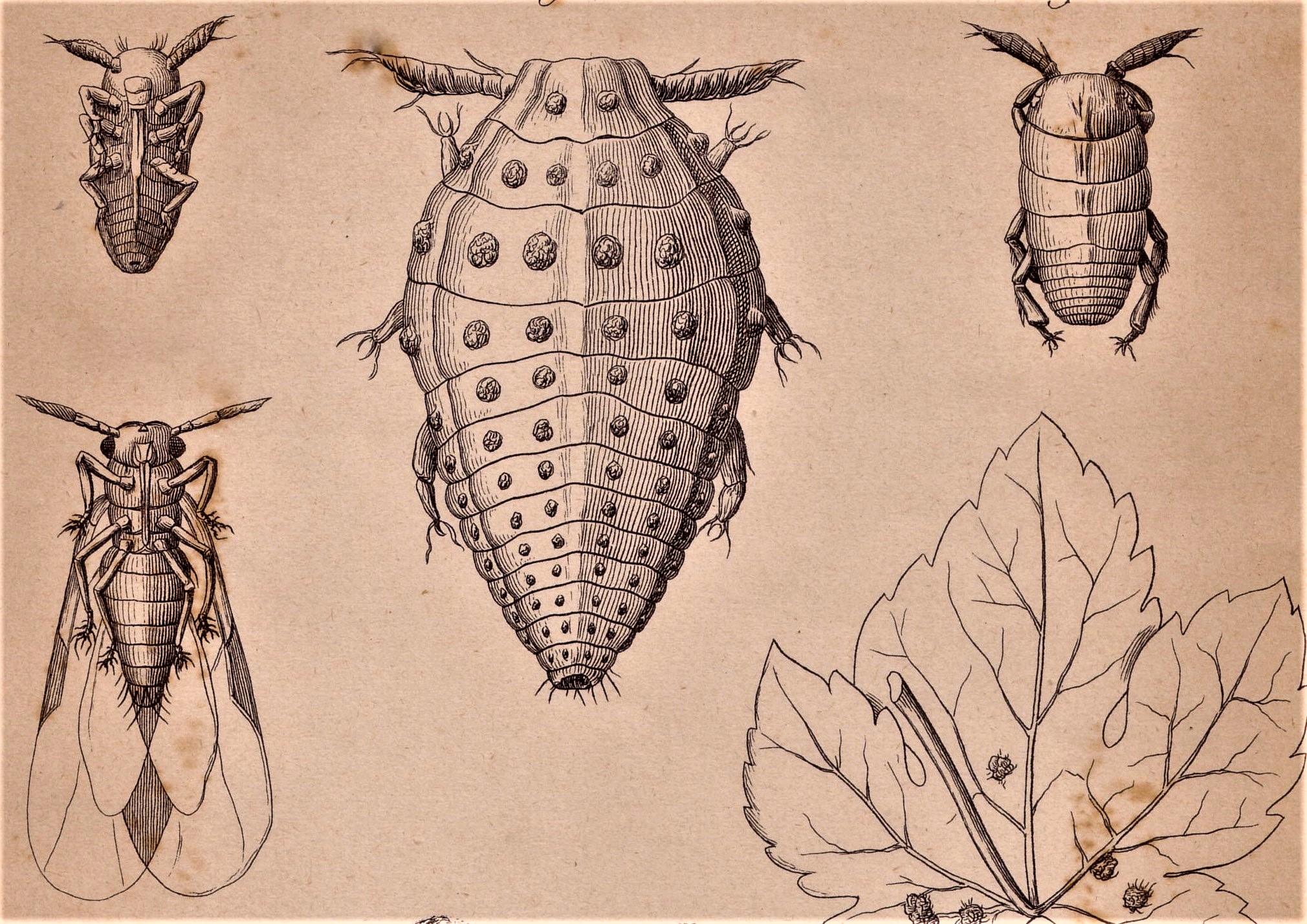 LA INVASION DE LA PLAGA FILOXÉRICA