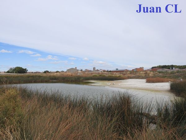SALUDO FUENTEPIÑELANO 3232- EL HUMEDAL POZO DE LAS ERAS