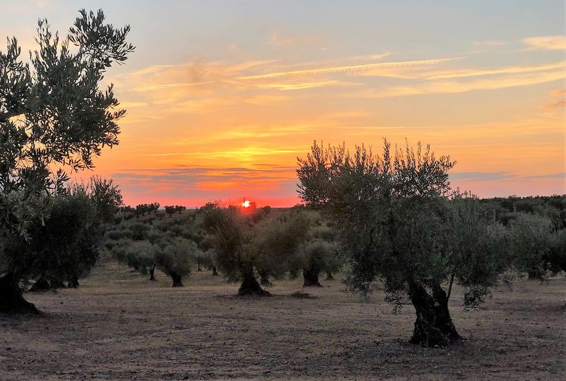 ES OTOÑO. COLOR DE ATARDECER ENTRE OLIVOS.