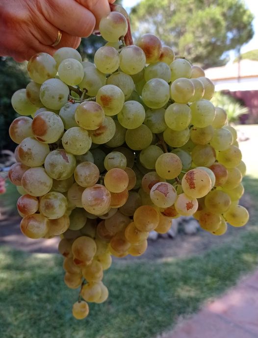 EFEMERIDES. PROHIBICIÓN DEL REBUSCO FURTIVO EN LAS VIÑAS.