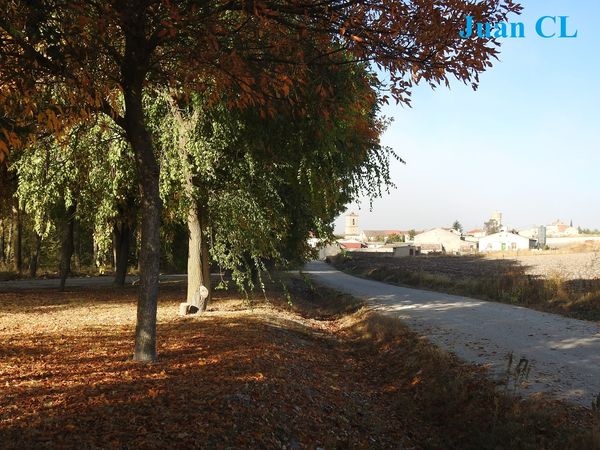 SALUDO FUENTEPIÑELANO 3267 – EN OCTUBRE, DE HOJA EL CAMPO SE CUBRE