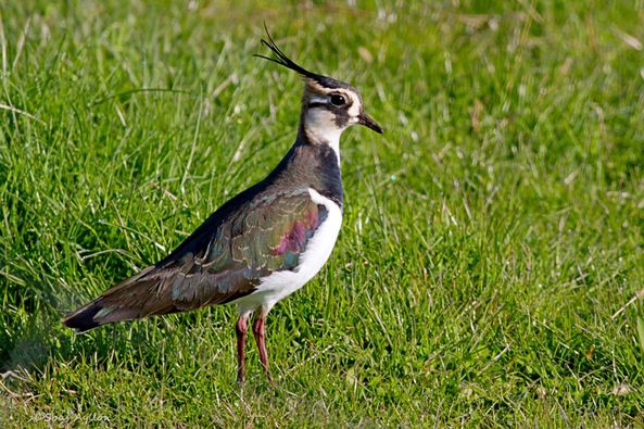 LES HISTORIES DE FIDALGO-CIGOREYES  Y  PERDICES.-