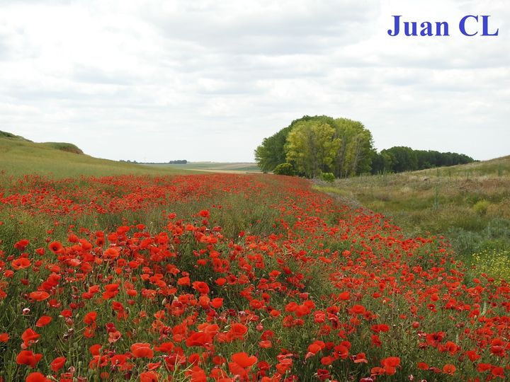 SALUDO FUENTEPIÑELANO 3319. DÍA INTERNACIONAL DE LOS DERECHOS HUMANOS. DÍA 9 DE DICIEMBRE