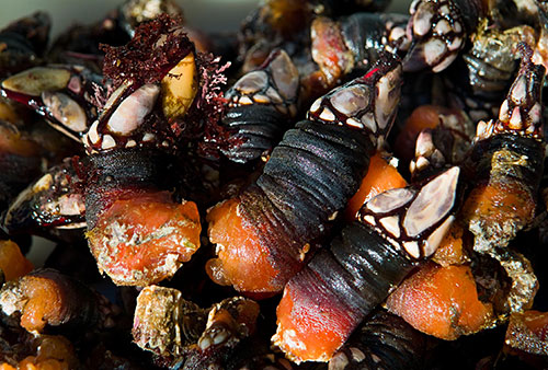 LES HISTORIES DE FIDALGO-SANTA ALICIA, EMPERATRIZ , Y  UNOS (O «UNES») PERCEBES.-