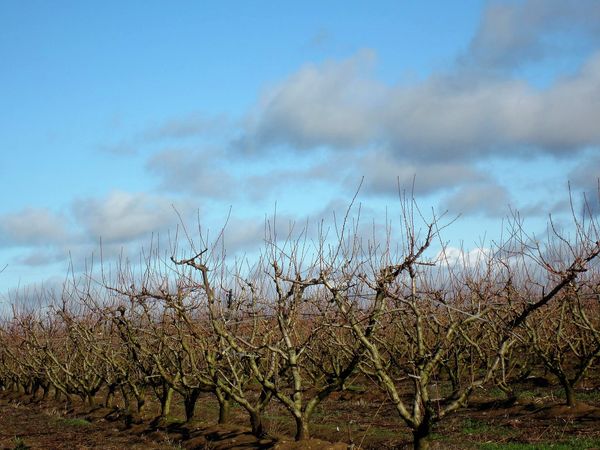 UN LATIDO EN EL GÉNESIS QUE ESTÁ AQUÍ.
