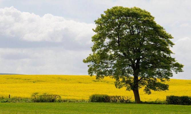 LOS ARBOLES, COMPAÑEROS INSEPARABLES EN LA GRAN AVENTURA BIOLÓGICA DEL MUNDO