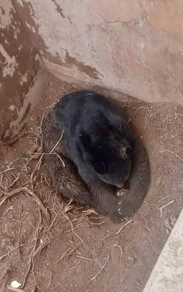 CRÓNICAS DE ZACATECAS-EL RESCATE DE UNA OSA