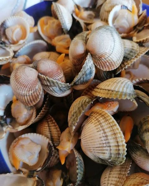 LES HISTORIES DE FIDALGO-VIRIGÜETOS Y CALAMARINOS  «EN BIENVENIDA DE JUNIO».-