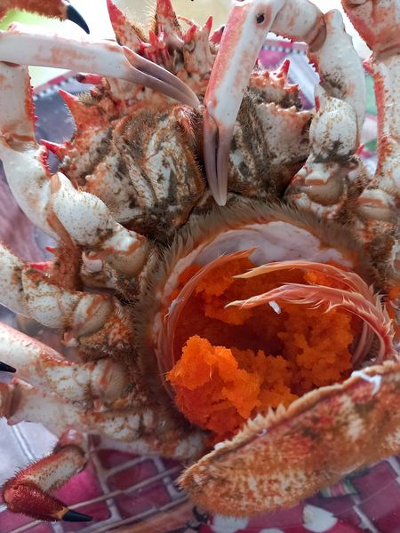 LES HISTORIES DE FIDALGO-DESPEDIDA DE PRIMAVERA 2023.