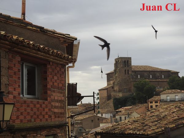 SALUDO FUENTEPIÑELANO-BOLEANO 3567-COLONIA DE BENZEJOS