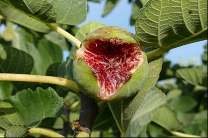 ALIMENTACIÓN HISTÓRICA EN EL VALLE DE RICOTE. SIGLOS VIII AL XVII (4)