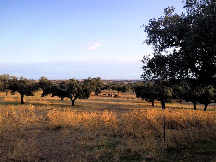 LA ENCINA, SEÑORA Y REINA DE LA DEHESA.