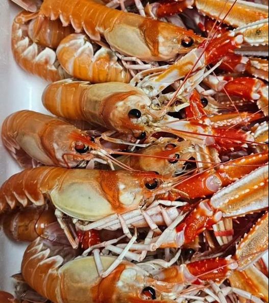 LES HISTORIES DE FIDALGO : LES CIGALES DEL TIZÓN   PARA GOZAR DEL «DESARME».