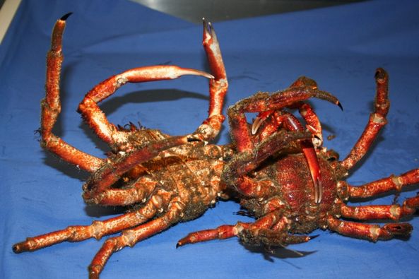 LES HISTORIES DE FIDALGO-SAN ALBERTO MAGNO , LA QUÍMICA Y LOS CENTOLLOS.-