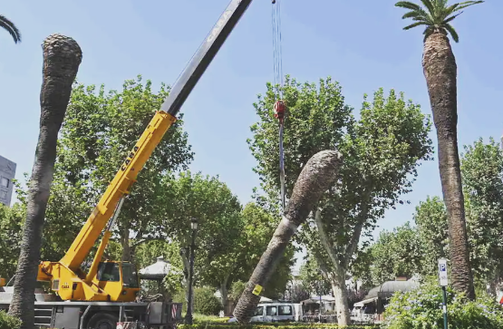 SAN FRANCISCO YA NO TIENE PALMERAS