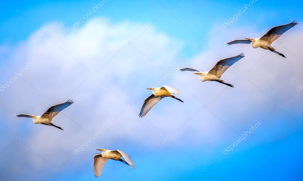 ¡ LLEGARON LAS GARZAS!