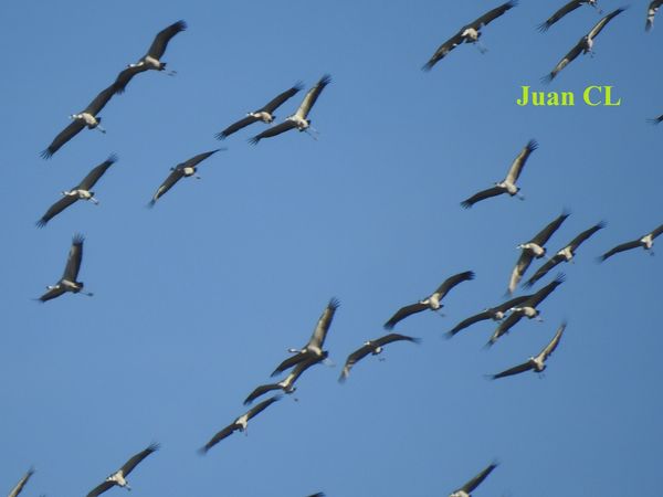 SALUDO FUENTEPIÑELANO 3817-EL INVIERNO Y LAS AVES