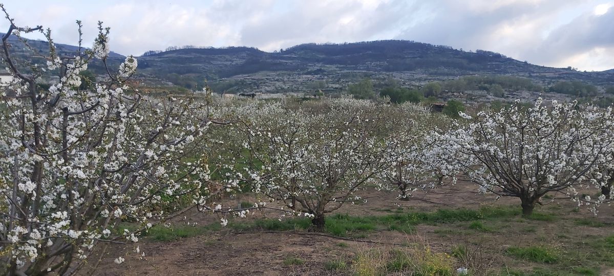 LOS CEREZOS DEL JERTE.