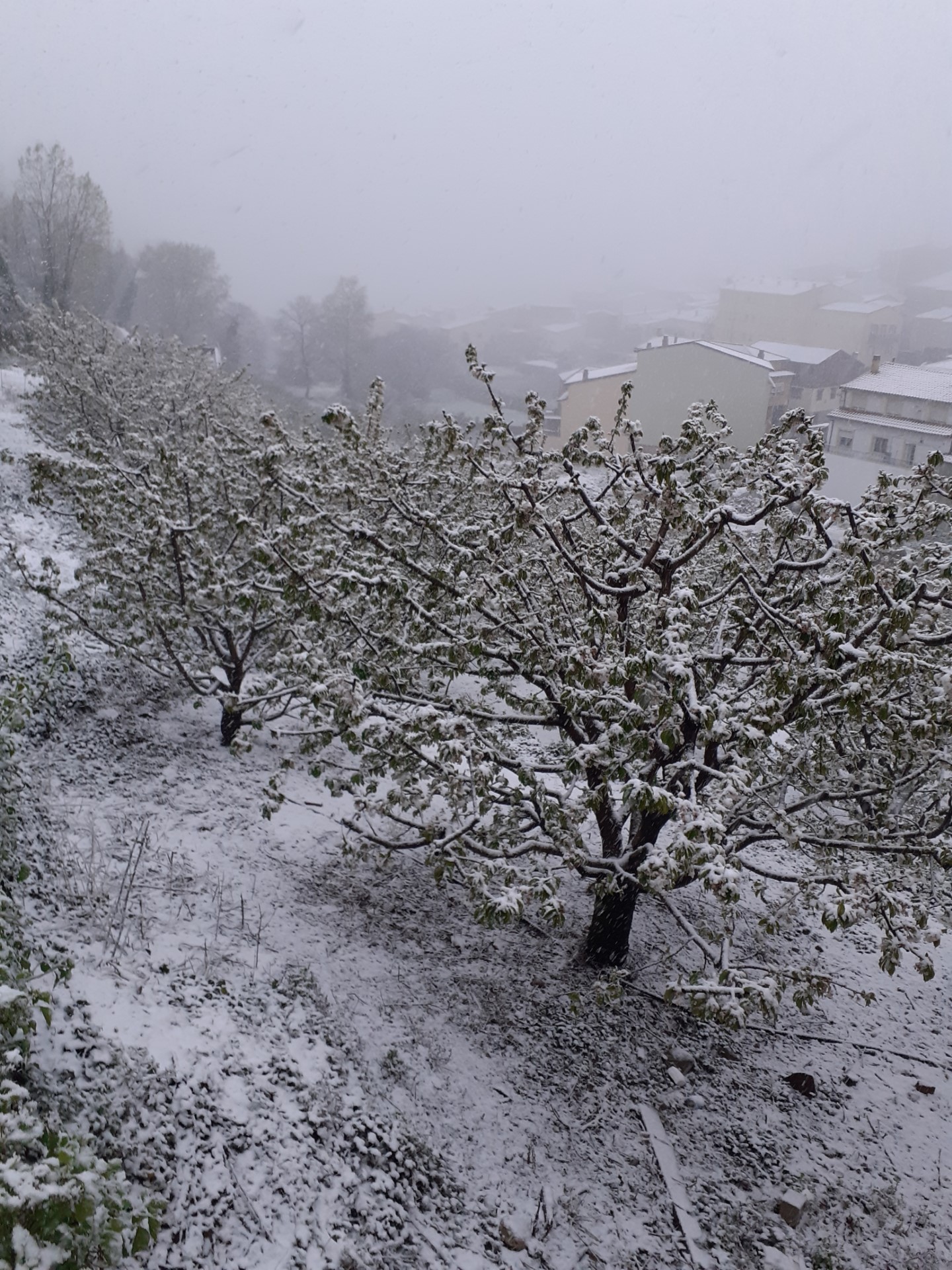 LA NIEVE, HOY EN EL VALLE DEL JERTE