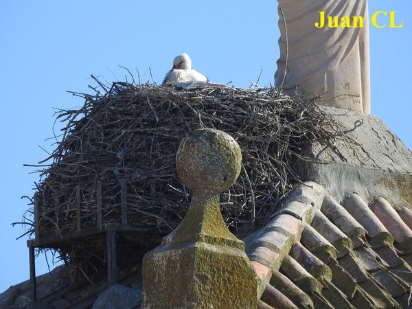 SALUDO FUENTEPIÑELANO 3870-EL EMBARAZO DE LA CIGÜEÑA