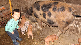 LOS COCHINILLOS DE MARCOS