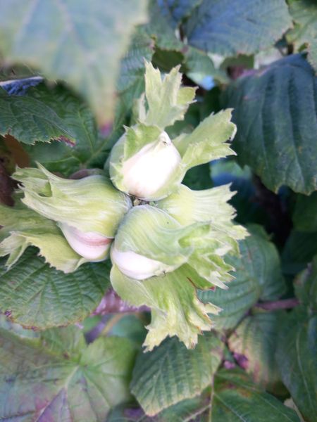 GARRAPIELLOS Y ABLANES.