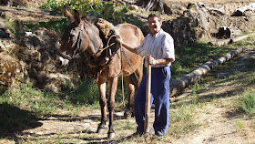 EL MULO: UN ÉXITO DE LA GANADERÍA.