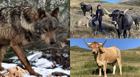 EL LOBO Y LOS GANADEROS.