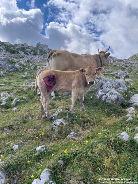 MAYÉU LLAZARANDÍN (RIOSA) SIERRA L´ARAMO