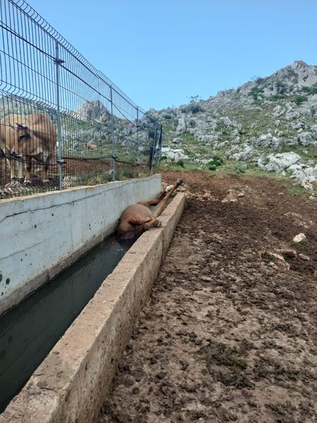 EL TRABAJO Y EL ESFUERZO DE LOS GANADEROS DURANTE TODO EL AÑO  SE TRUNCA EN UN INSTANTE…