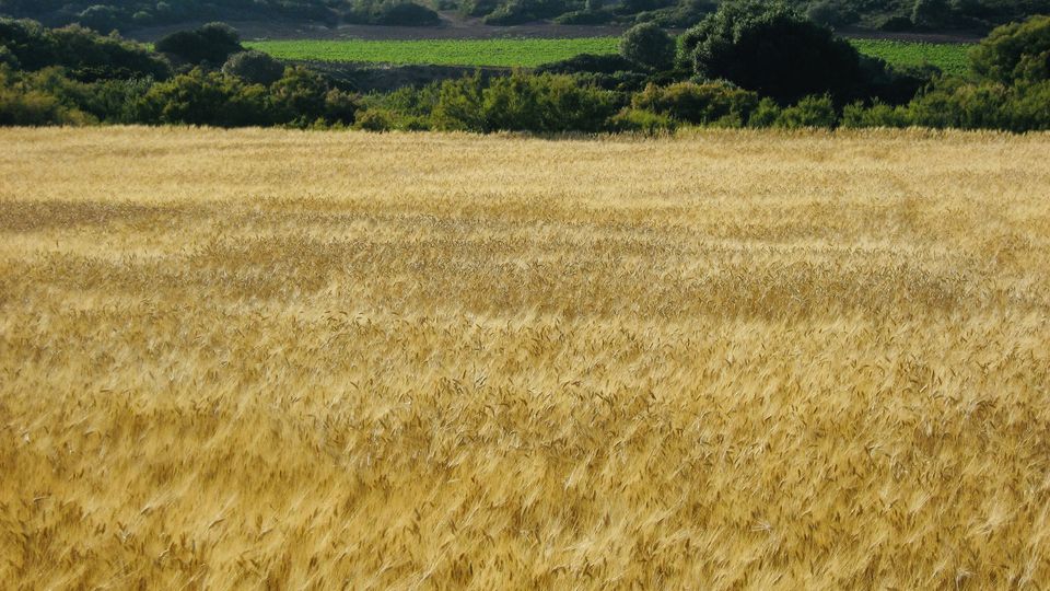 EFEMÉRIDES: PROHIBIDAS LAS SACAS DE TRIGO DE LA VILLA, SIN AUTORIZACIÓN