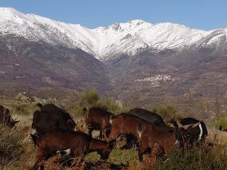 GUIJO DE JARANDILLA EN EL INTERROGATORIO DE TOMÁS LÓPEZ. AÑO 1792.