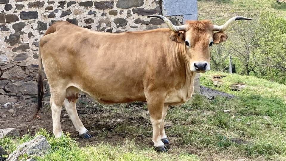 LA VACA ASTURIANA DE LA MONTAÑA O CASINA