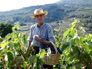 LA VENDIMIA EN LA VERA