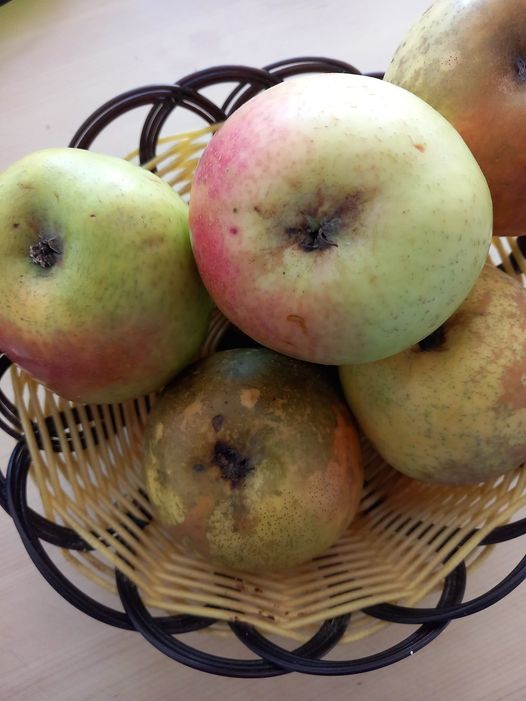 LES HISTORIES DE FIDALGO-LES MANZANES DE MINGÁN , UN TESORO QUE SE PIERDE.