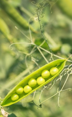 LES HISTORIES DE FIDALGO-HOY , SORPRESA DE «ARBEYINOS