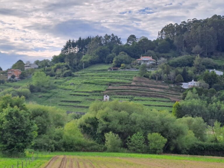 CONDICIONES POST MORTEM PARA EL CULTIVO DE VIÑEDOS EN LAS MARIÑAS DE BETANZOS EN 1584