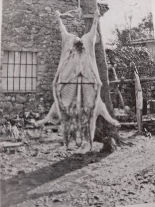 LES HISTORIES DE FIDALGO.LA «SOPA DE FÉGADU» (SOPA DE HIGADO) EN DÍAS DE «MATANZA».